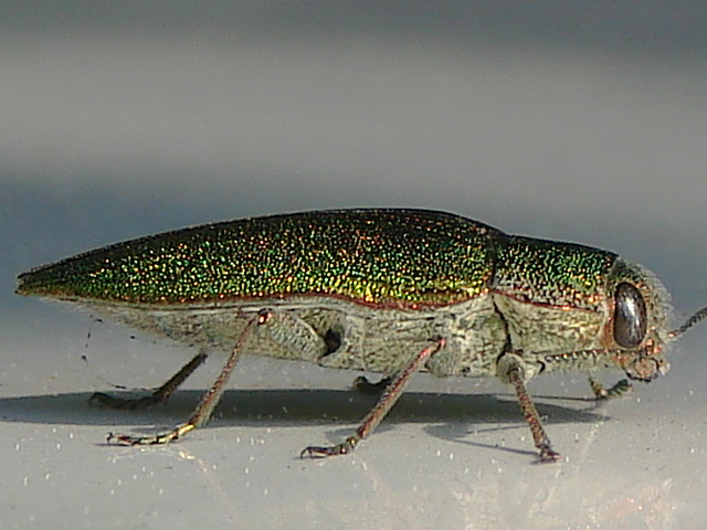 Latipalpis plana (Coleoptera, Buprestidae)